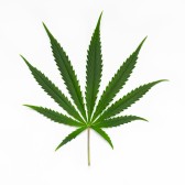 xx - Cannabis_Sativa