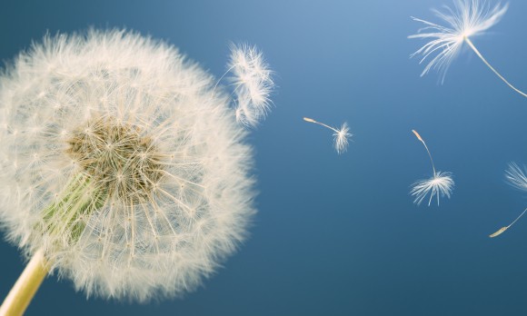 Dandelion releasing seeds. Abstract work. Panoramic.